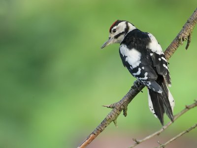 Great spotted Woodpecker-Dendrocopos major