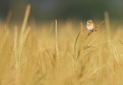 Paapje-Saxicola rubetra