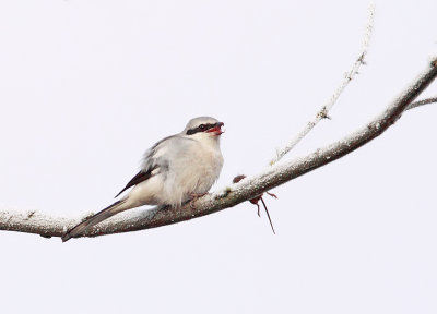 Great grey shrike-Lanius excubitor