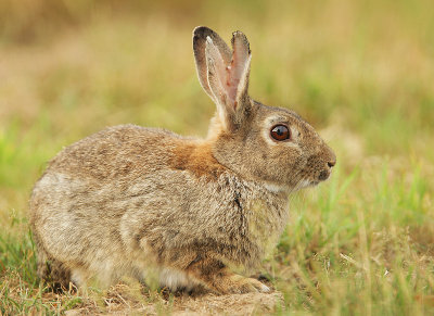 Rabbit-Oryctolagus cuniculus