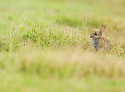 Rabbit-Oryctolagus cuniculus