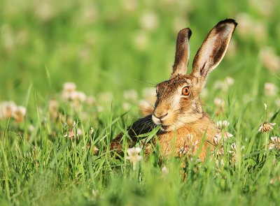 Hare-Lepus europeus