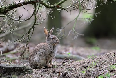 Rabbit-Oryctolagus cuniculus