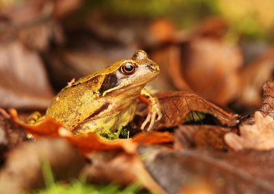 Common frog-Rana temporaria
