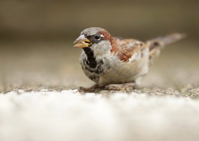 House sparrow-Passer domesticus