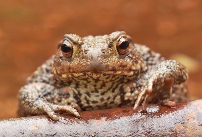 Common toad-Bufo bufo
