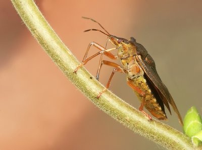 Forest bug-Pentatoma rufipes
