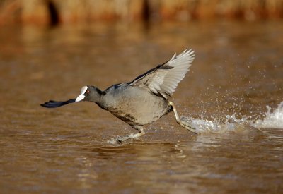 Coot-Fulica atra