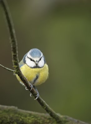 Blue tit-Parus caeruleus