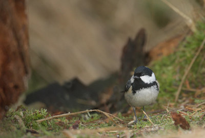 Coal Tit-Parus ater