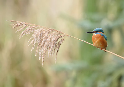 Kingfisher-Alcedo atthis