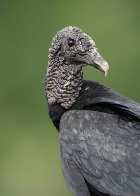 Black vulture-Coragyps atratus