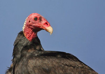 Turkey vulture-Cathartes aura