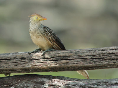 Guira cuckoo-Guira guira