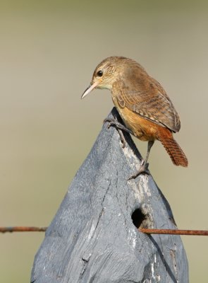 House wren-Troglodytes aedon