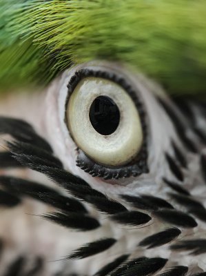 Right-eye male