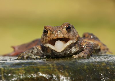 Common toad-Bufo bufo