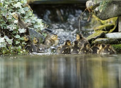 Mallard-Anas platyrhynchos