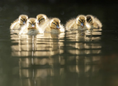 Mallard-Anas platyrhynchos
