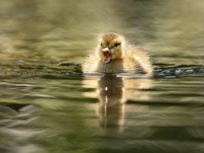 Mallard-Anas platyrhynchos