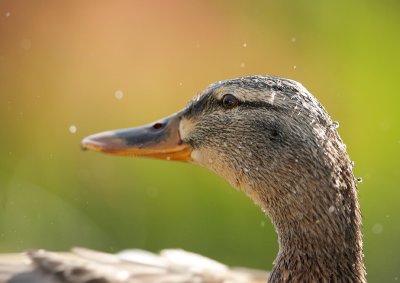 Mallard-Anas platyrhynchos