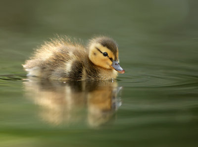 Mallard-Anas platyrhynchos
