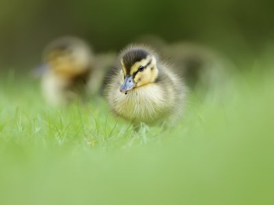 Mallard-Anas platyrhynchos