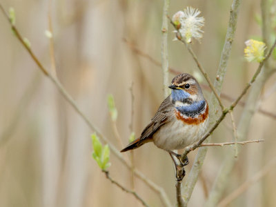 Blue Throat-Luscinia svecica