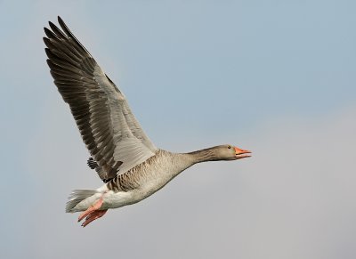 Greylag goose-Anser Anser