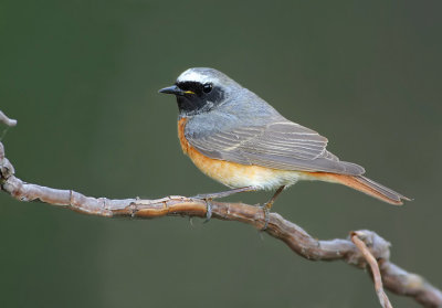 Redstart-Phoenicurus phoenicurus