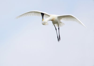 Spoonbill-Platalea leucorodia