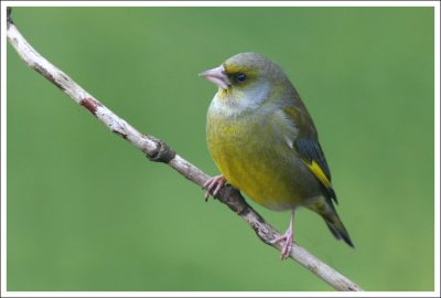 Greenfinch