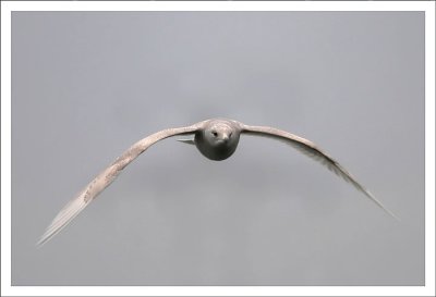 Iceland Gull