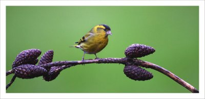 Siskin