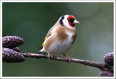 Goldfinch