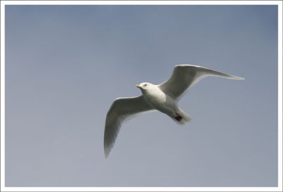 Iceland Gull