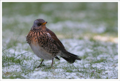 Fieldfare