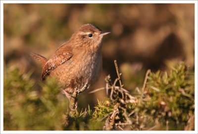 Wren