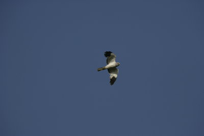 Hen Harrier
