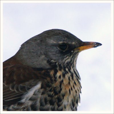 Fieldfare