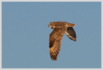 Short-eared Owl