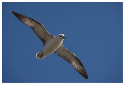 Fulmar