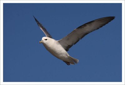 Fulmar