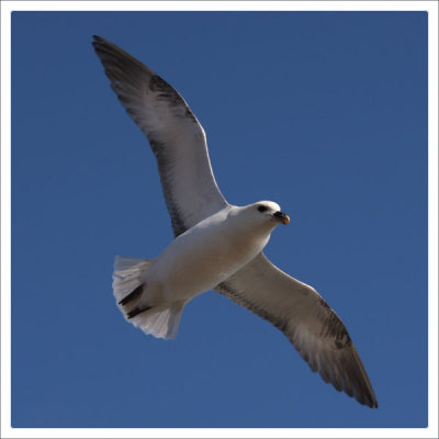 Fulmar