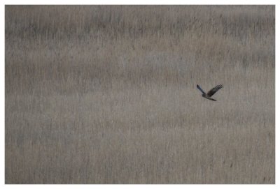 Hen Harrier at the roost