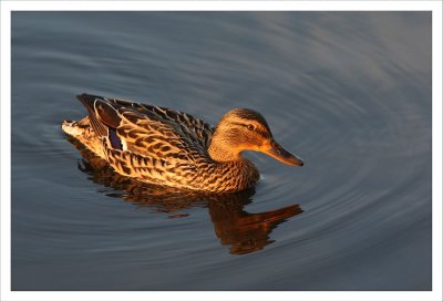 Mallard