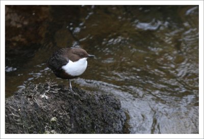 Dipper