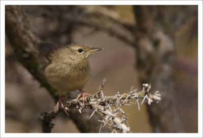 Grasshopper Warbler