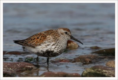 Dunlin