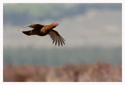 Red Grouse